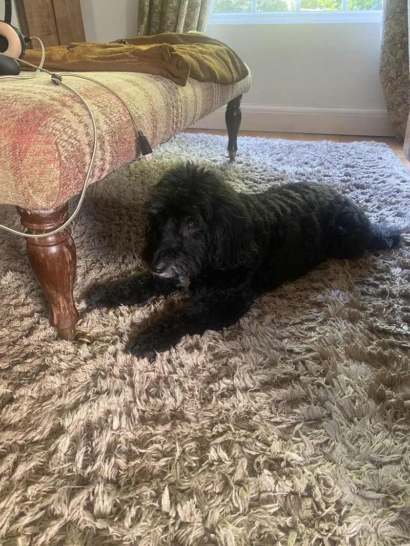 A black shaggy dog lying on a cream rug in a bright room beside a floral armchair