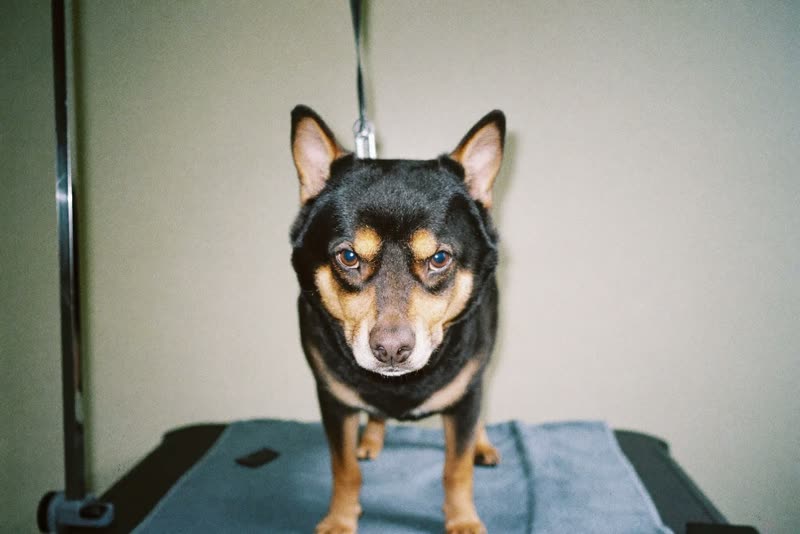 A calm dog standing on a grooming table beside a folded towel
