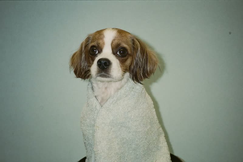 A freshly bathed small dog wrapped in a towel