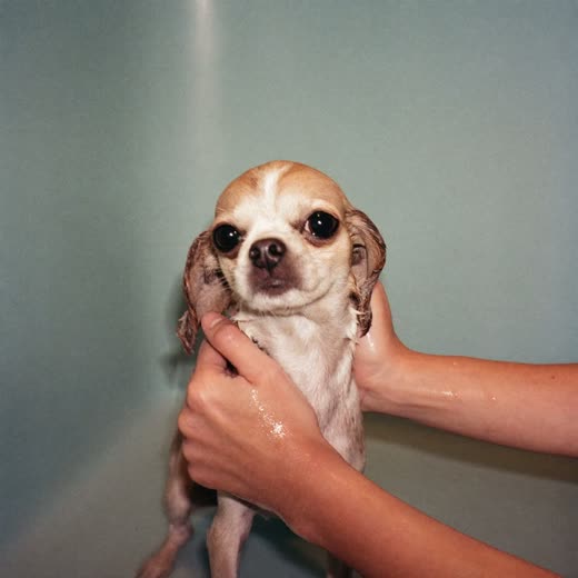 A small dog being bathed, hands lathering the coat