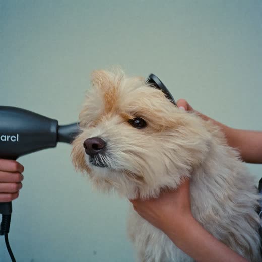 A fluffy coat being brushed out under a dryer