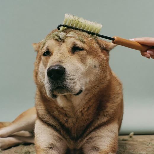 A thick-coated dog being de-shedded with a grooming rake